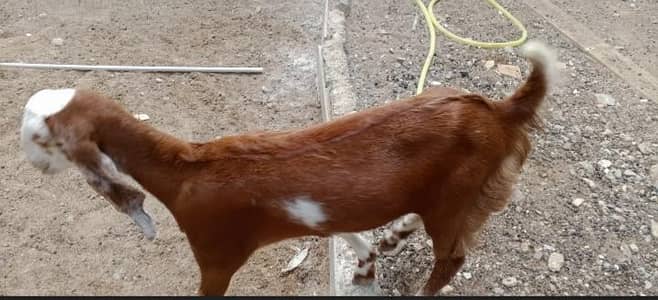 Pure gulabi cross bakri available for sale