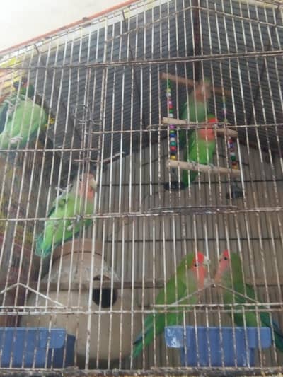 lovebird for sale
