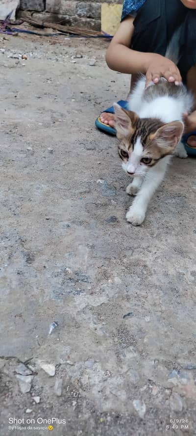 urgent for sale pair 1 pair 1 single fat Persian cat