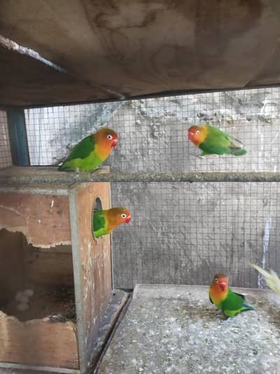 love bird