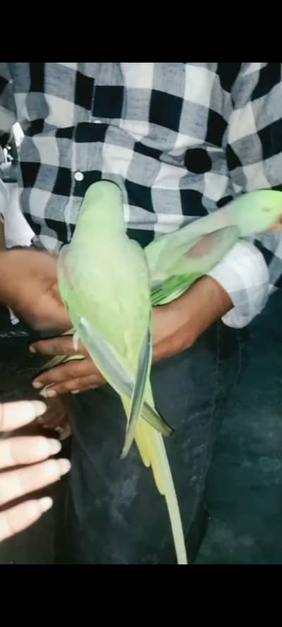full breeder pair