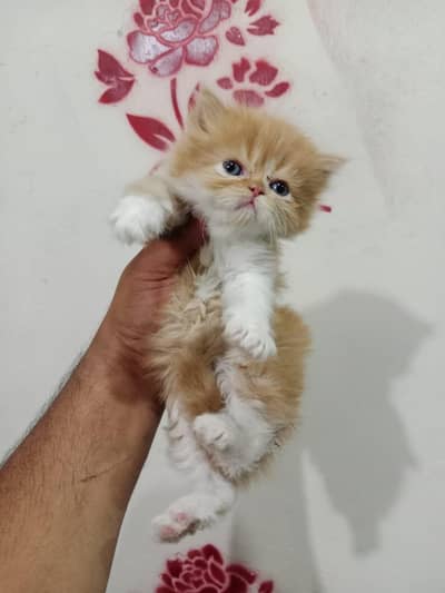 kitten