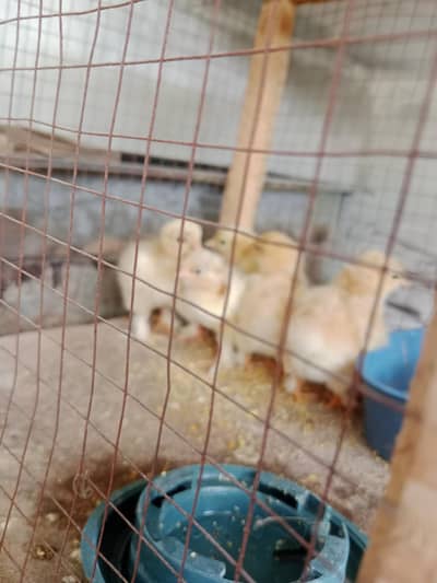 golden buff chicks sale