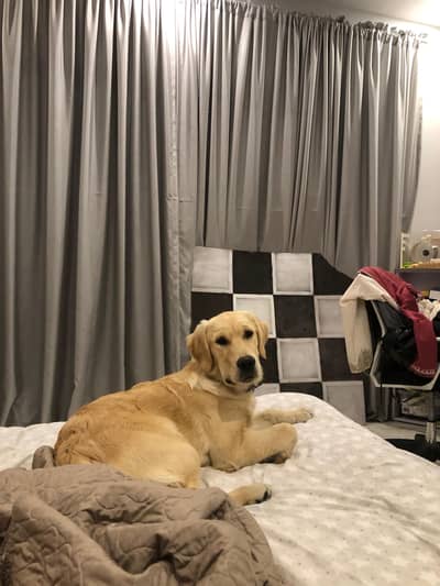 Pedigree Microchipped Golden Retriever Puppy