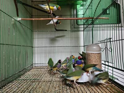 gouldian