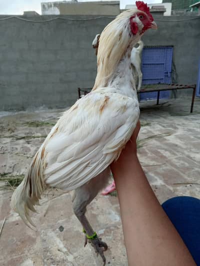 galwa murga