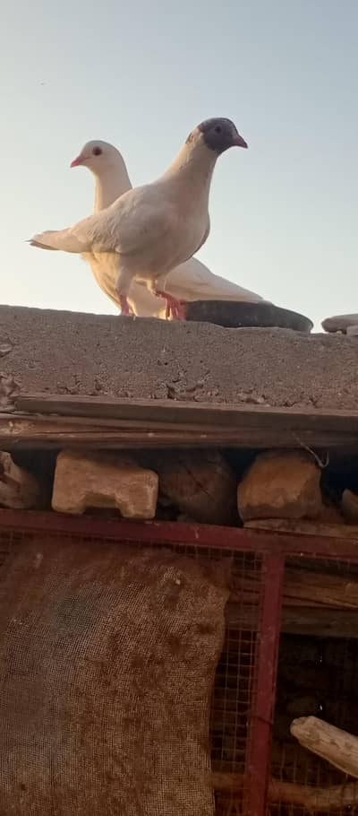 Lucky & King Cross pigeons