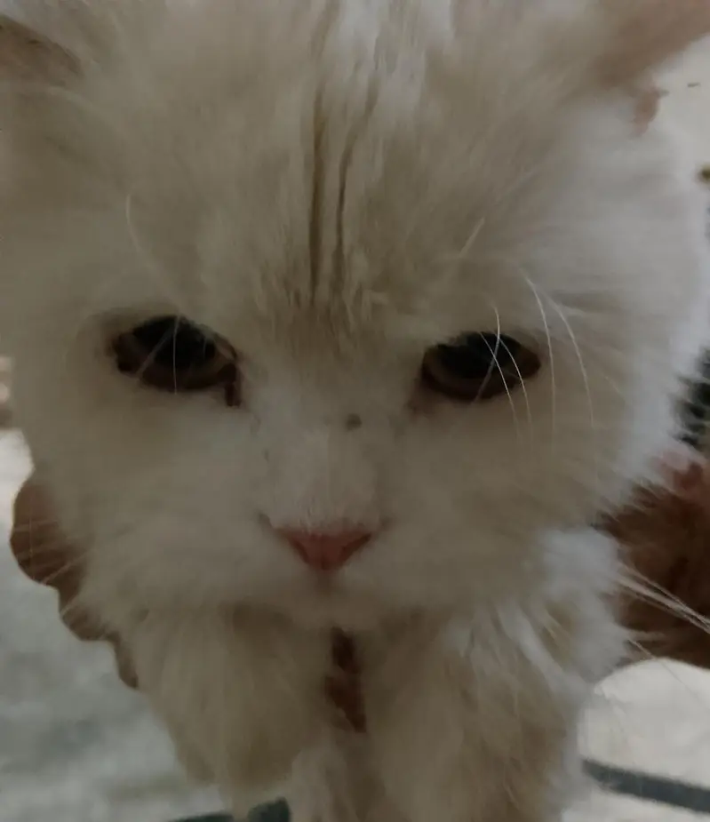 Persian Cats — photo 2