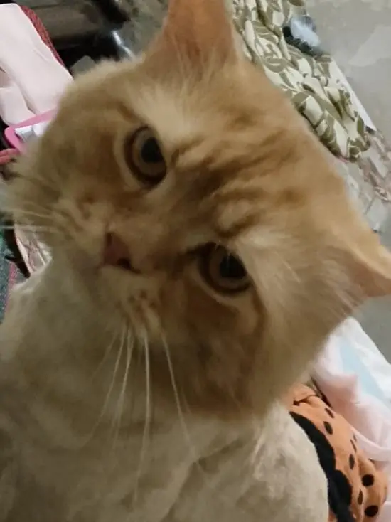 Persian Cats — photo 3