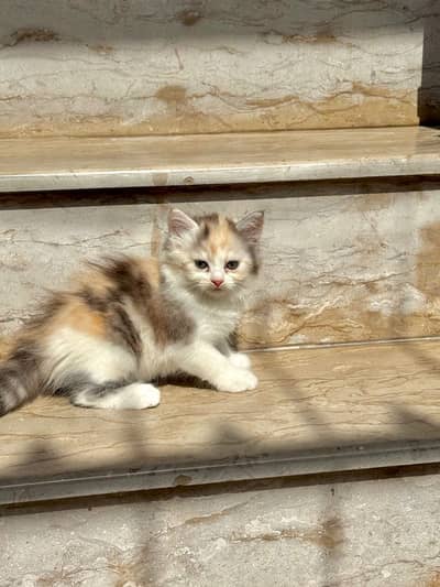 Persian kittens | double coat | Persian cats for sale