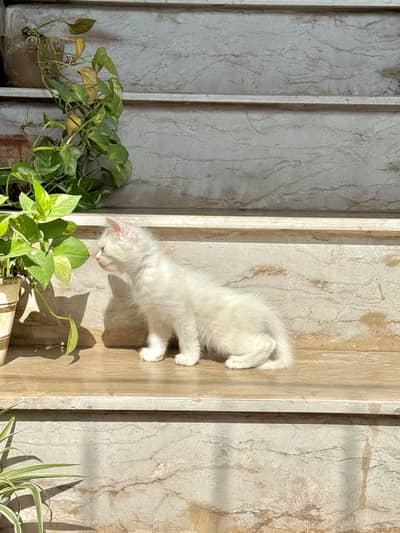 Persian kittens | double coat | Persian cats for sale