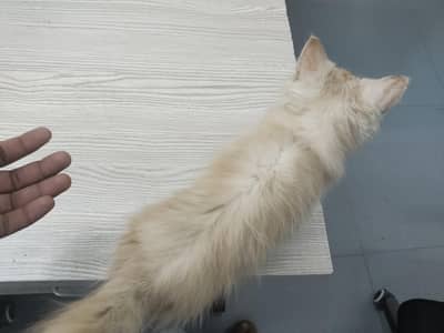 Persain Male Kitten For Sale. Healthy And Cooperative pet. Hazel Eyes