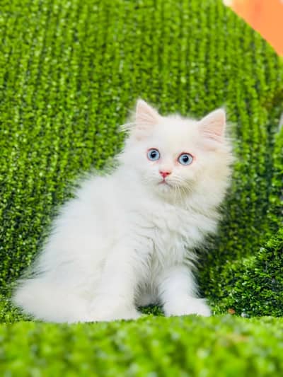 perisan kittens white blue eyes Black and fawn