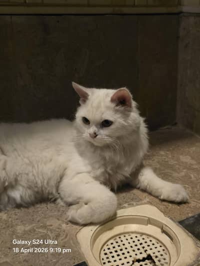 cat for sale