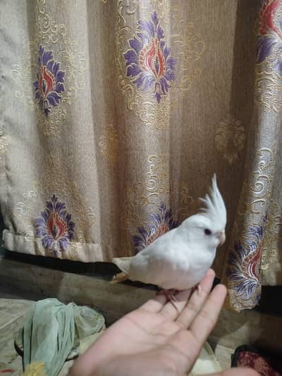 Handtame Cockatiel self chicks (03101131712)