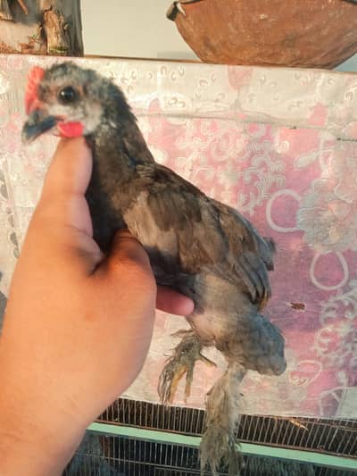 BENTUM CHICKS FOR SALE.  WHATSAPP : 03032766741