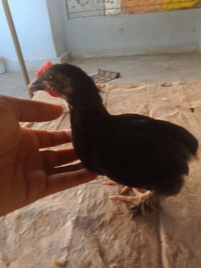 BENTUM CHICK FOR SALE.  WHATSAPP : 03032766741