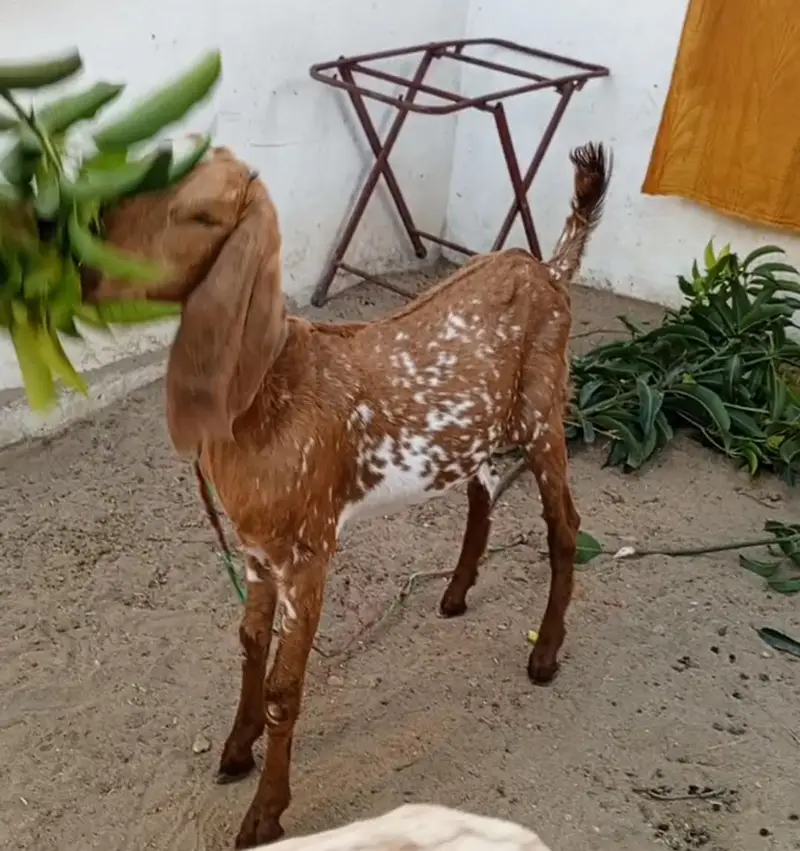 2 Bakriya — photo 2
