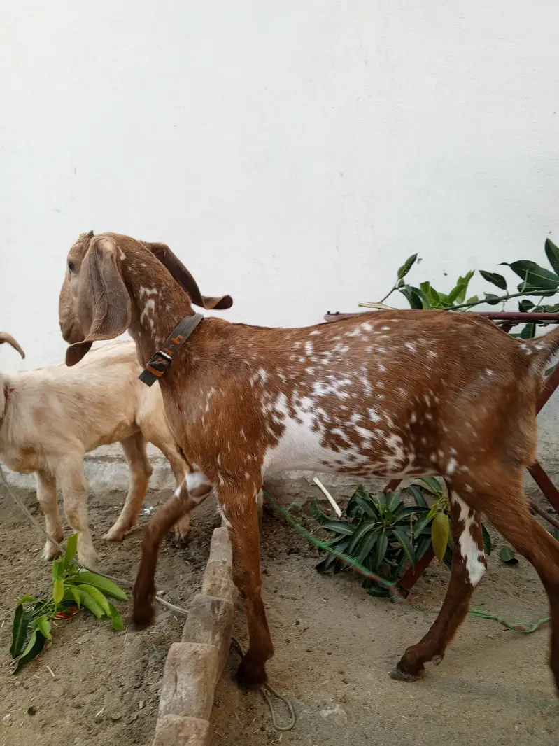 2 Bakriya — photo 3