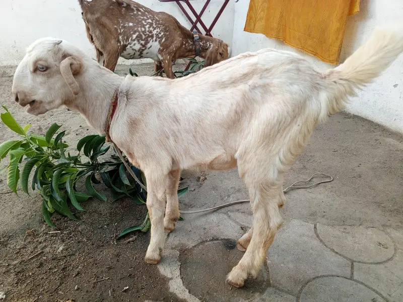 2 Bakriya — photo 4
