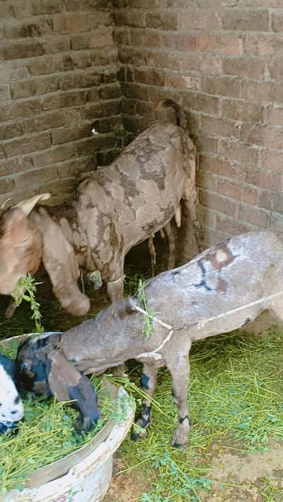 shera print bakri or bakra 5 month ka