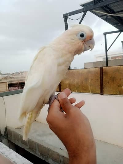 goffin cocato self baby / 03156376925