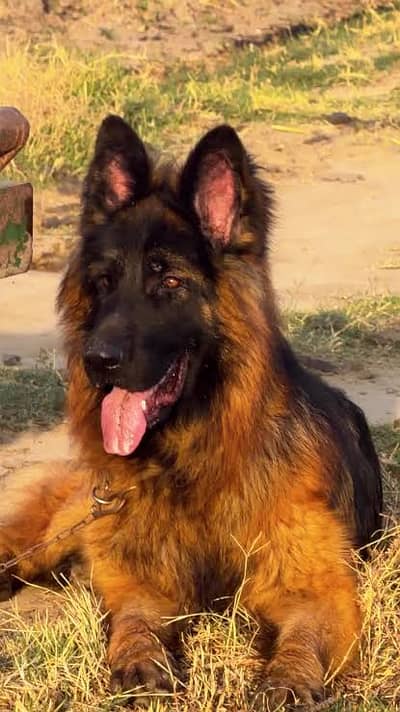 Long coat Female German shepherd for sale.