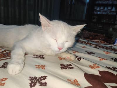 Persian double Cort cat white color