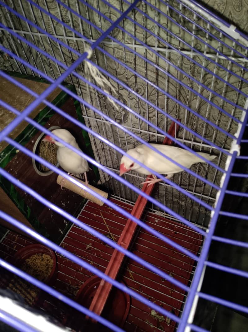 java finches 1