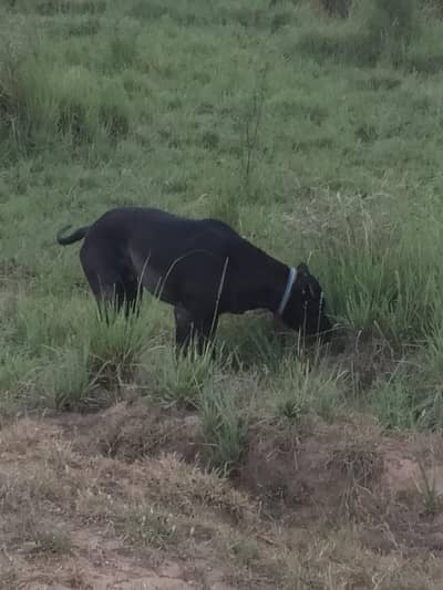 Bully Dog (father Shankar 47 Lakhiya)