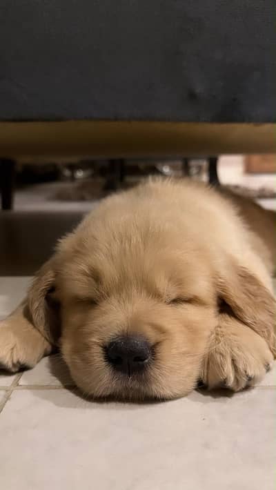 Golden Retriever 40 days old