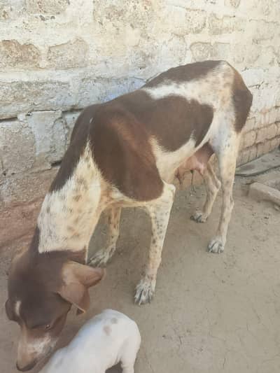 pointer female and two pairs pappies for sale
