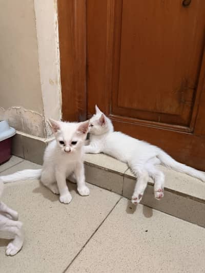 Persian Cat Kittens