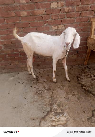 black makhi china bakra and dhood wali bakri