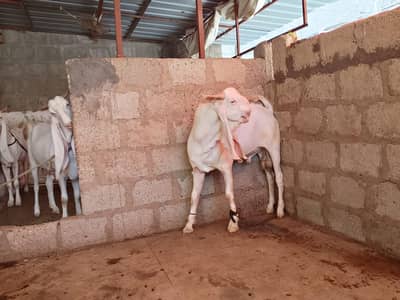 Gulabi Breeder