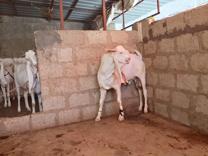 Gulabi Breeder