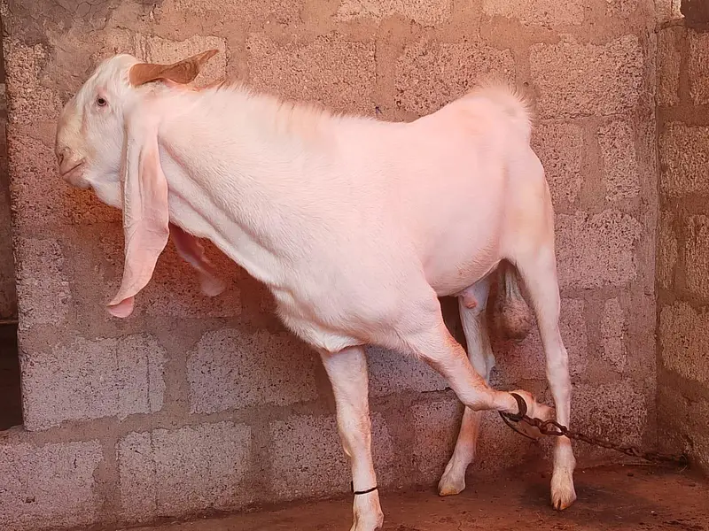 Gulabi Breeder — photo 2