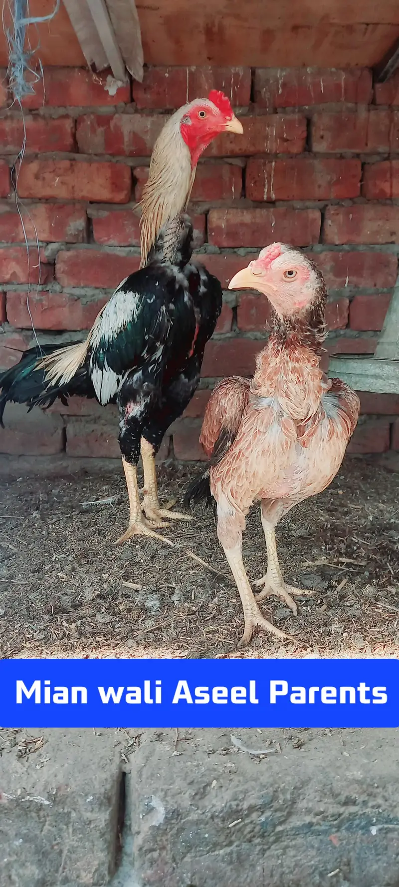 Pure Mianwali aseel long heighted jawa chicks