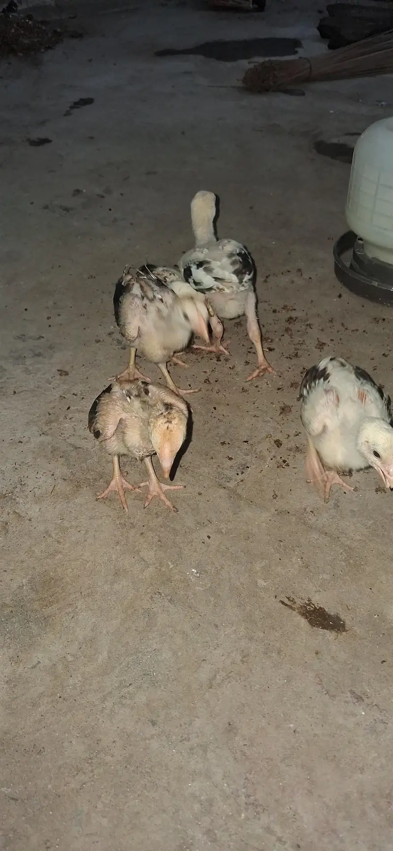 Pure Mianwali aseel long heighted jawa chicks — photo 2