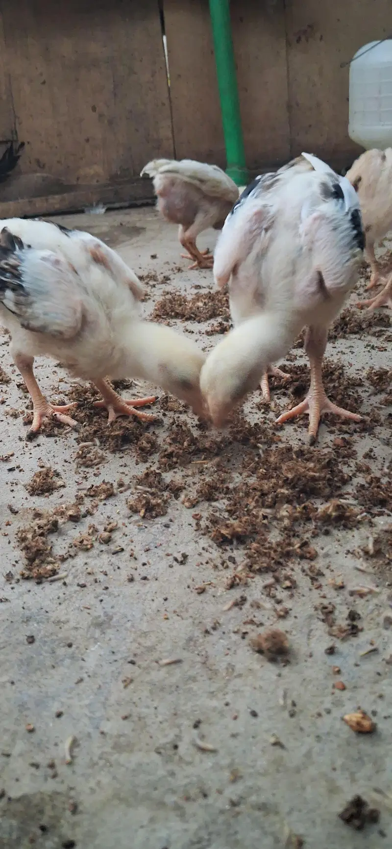 Pure Mianwali aseel long heighted jawa chicks — photo 3