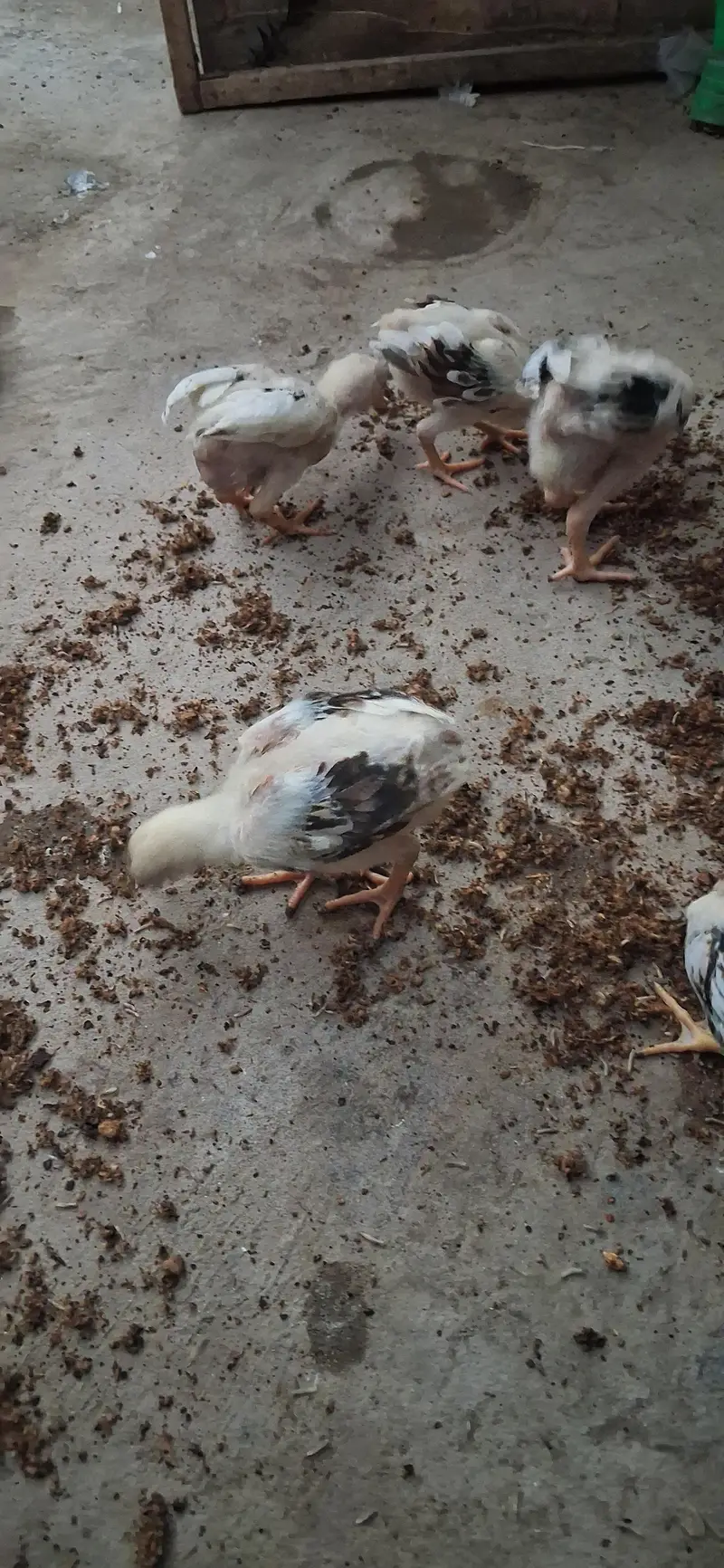 Pure Mianwali aseel long heighted jawa chicks — photo 4