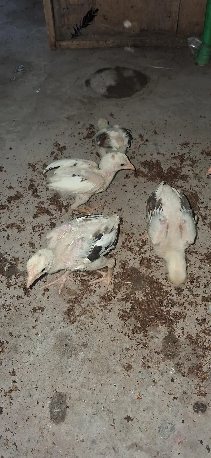 Pure Mianwali aseel long heighted jawa chicks — photo 5