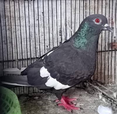 Beautiful Pigeon Black Gandy Darr Breeder Male For Sale