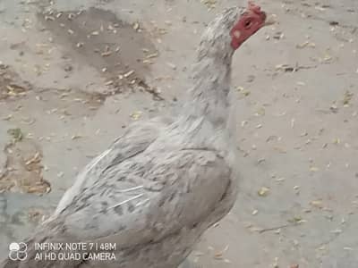 asseel 2 1 misry