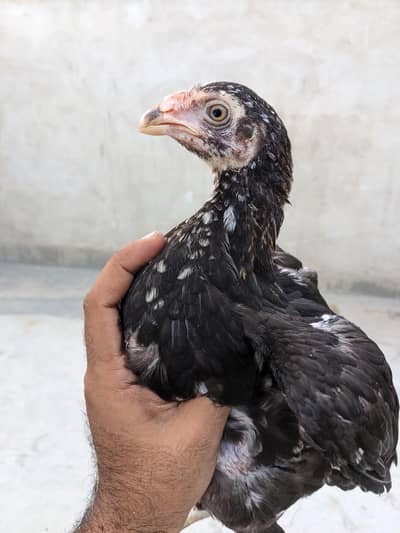 Qandhari x Parrot Beak