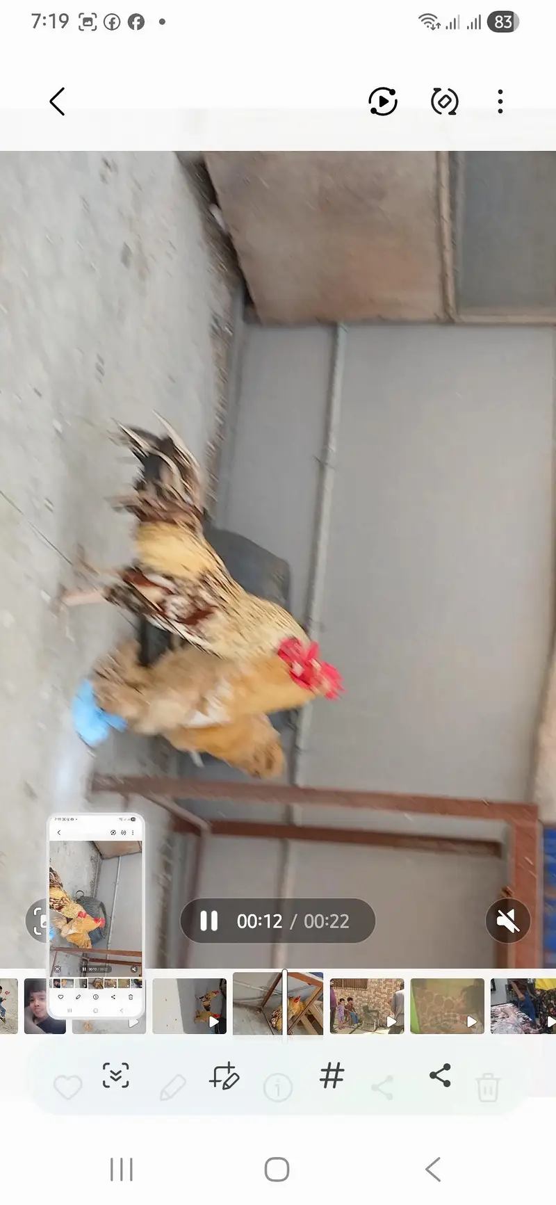 aik golden buff male aik aseel male — photo 2
