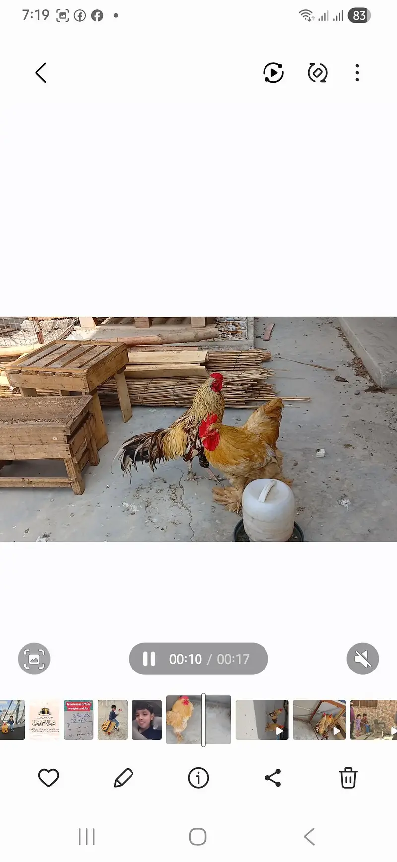 aik golden buff male aik aseel male — photo 4