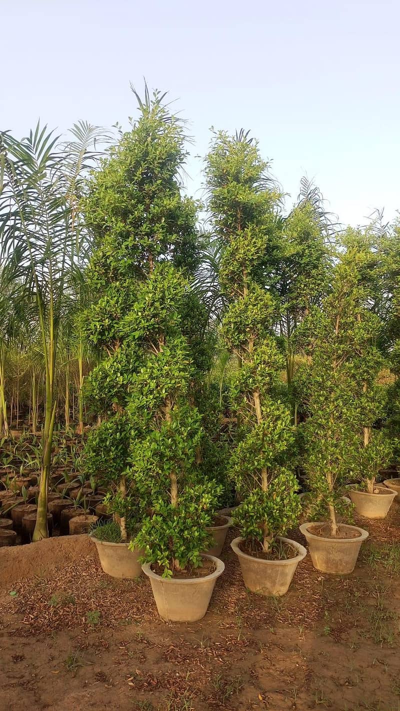 plants 1