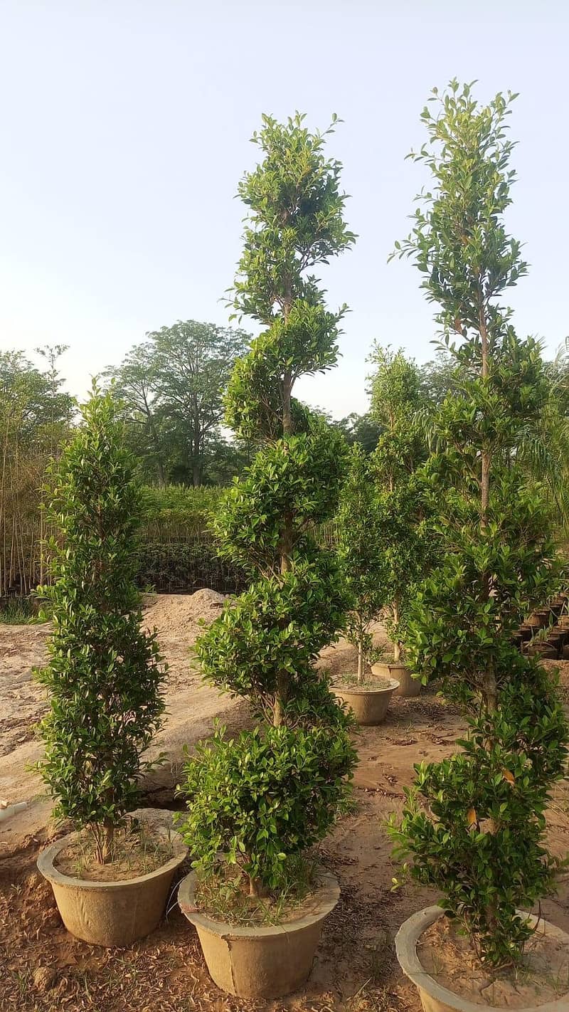 plants 2
