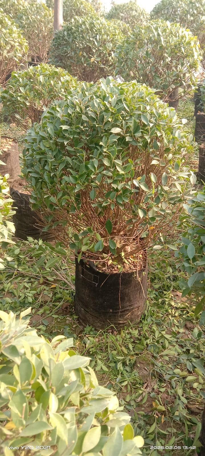 plants 3